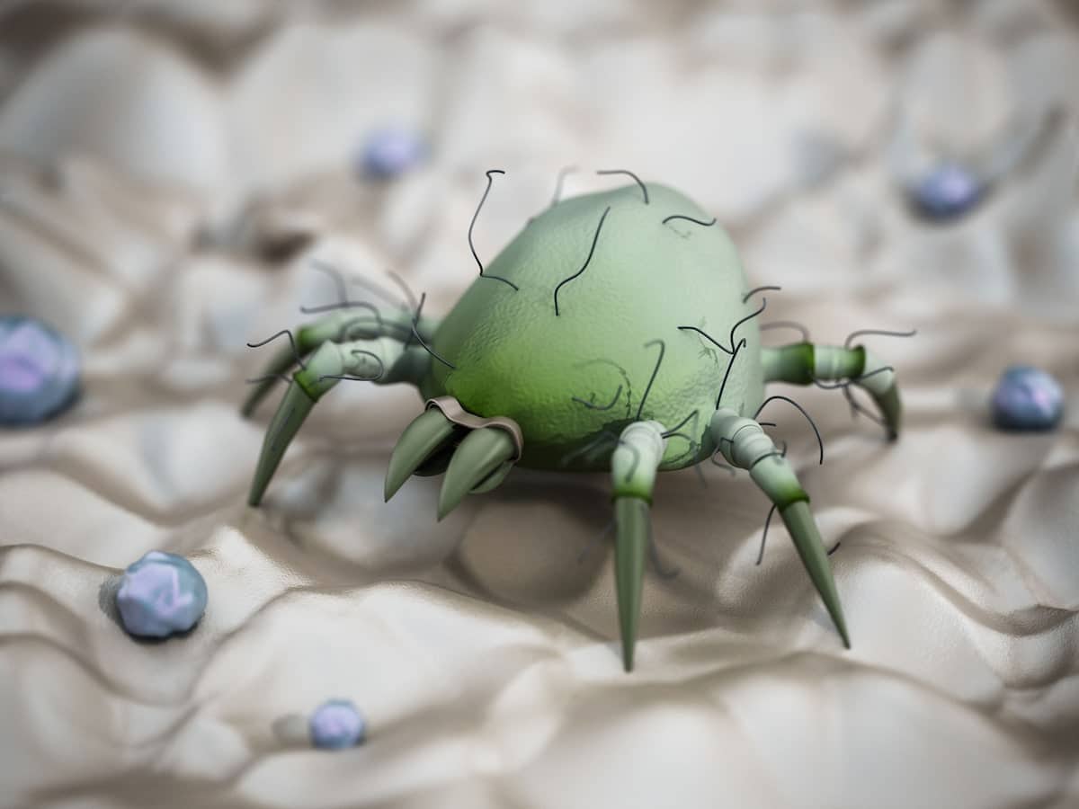 Αλλεργία στα ακάρεα: συμπτώματα & διάγνωση