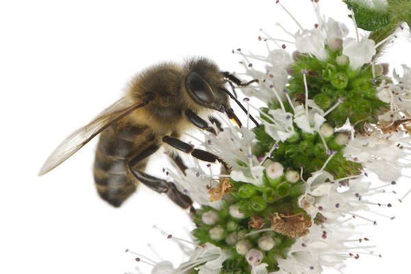 Αλλεργία σε υμενόπτερα