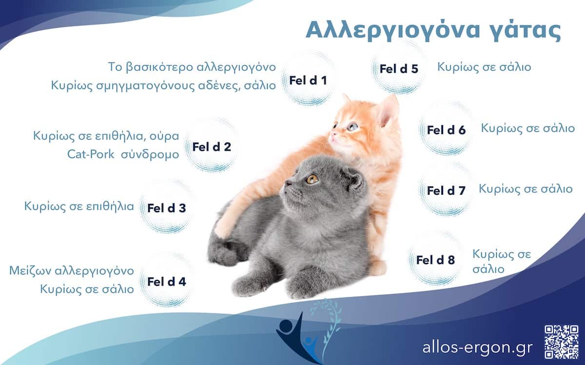 Αλλεργιογόνα γάτας και που βρίσκονται