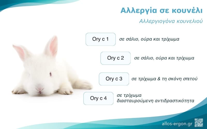 Αλλεργία σε κουνέλι - αλλεργιογόνα
